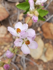 Malacothamnus fasciculatus catalinensis
