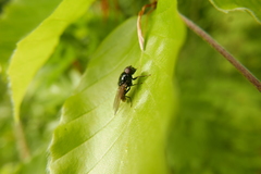 Cheilosia albitarsis