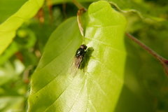 Cheilosia albitarsis