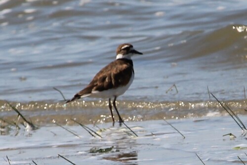 Killdeer