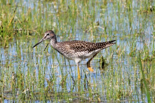 Greater Yellowlegs
