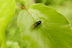 Cheilosia albitarsis