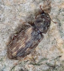 Synchita undata