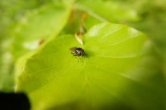 Cheilosia albitarsis