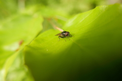 Cheilosia albitarsis