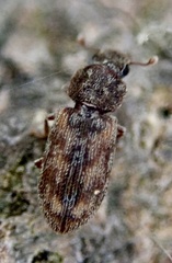Synchita undata