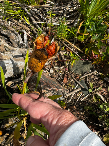 northern blue flag