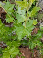 Malacothamnus fasciculatus catalinensis