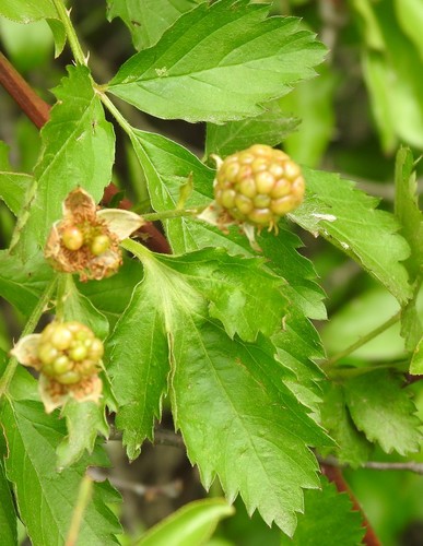 Image of Rubus oklahomus by (c) saltyhiker, some rights reserved (CC BY)