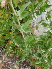 Malacothamnus fasciculatus catalinensis