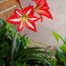 Hippeastrum hybridum - Photo (c) Barna Takats, some rights reserved (CC BY-NC), uploaded by Barna Takats