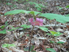 Trillium catesbaei