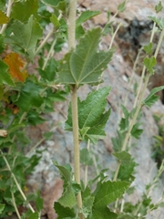 Malacothamnus fasciculatus catalinensis