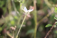 Nicotiana longiflora, photograph (c) Andrea Gantzer, some rights reserved (CC BY)