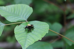 Laphria macquarti