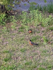 Turdus migratorius