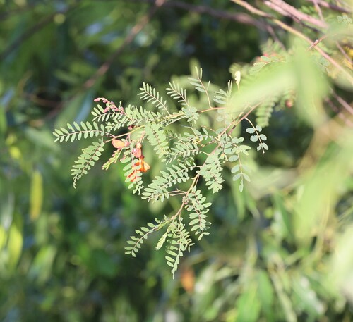 Sesbania punicea, photograph 3