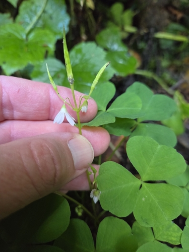 Oxalis trilliifolia, photograph 3