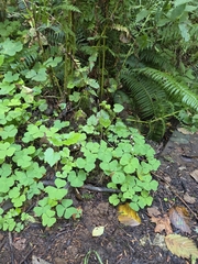 Oxalis trilliifolia, photograph author not stated, no rights reserved