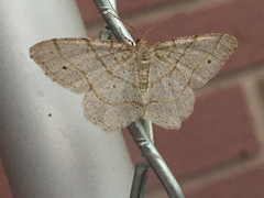 Trigrammia quadrinotaria