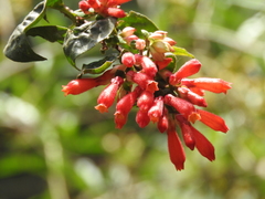 Cestrum fasciculatum