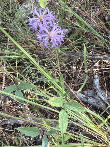 Vernonia texana, 2026-09-06