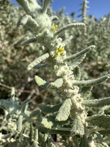 Escobilla Butterflybush