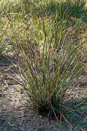 Lepidosperma laterale, photograph 3