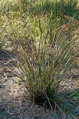 Lepidosperma laterale, photograph (c) Max Campbell, some rights reserved (CC BY)