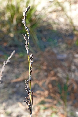 Lepidosperma laterale, photograph 4