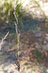 Lepidosperma laterale, photograph (c) Max Campbell, some rights reserved (CC BY)