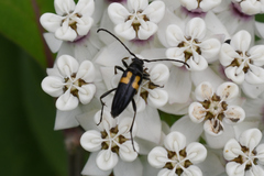 Typocerus lunulatus