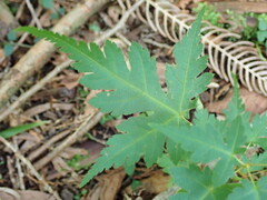 (c) W Rao, some rights reserved (CC BY) Acer micranthum, photograph (c) W Rao, some rights reserved (CC BY)