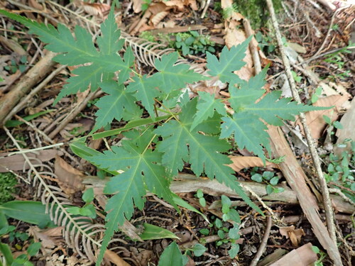 Acer micranthum, photograph 1