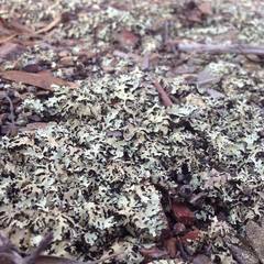 Xanthoparmelia substrigosa