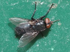 Protophormia terraenovae