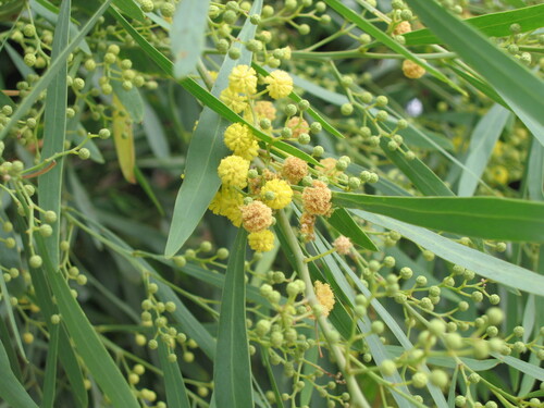 Acacia saligna