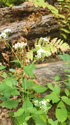 white snakeroot