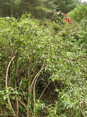 Cestrum fasciculatum