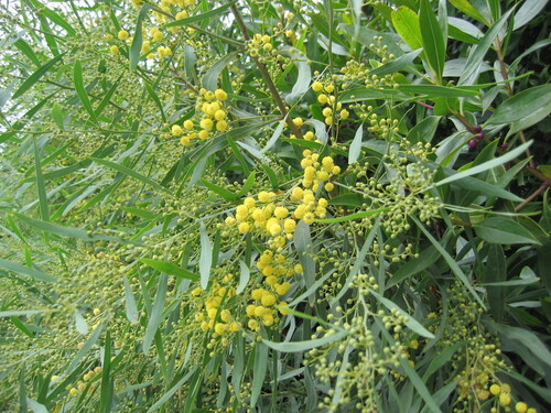 Acacia saligna
