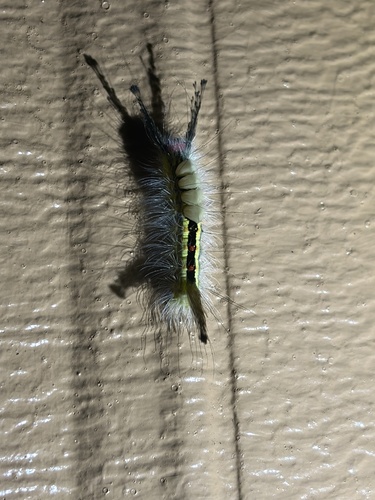 White-marked Tussock Moth
