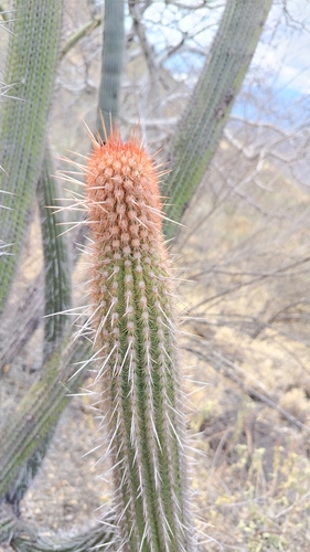 Espostoa mirabilis