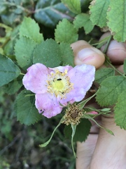 Rosa spithamea