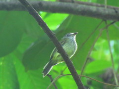 Oncostoma cinereigulare