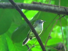 Oncostoma cinereigulare