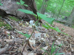 Trillium catesbaei