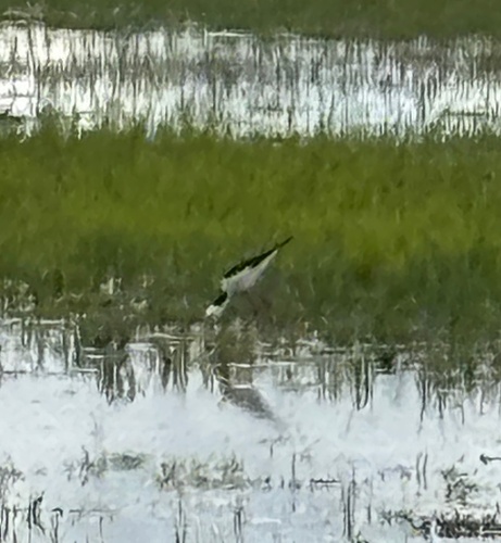 Pied Stilt