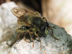 Criorhina pachymera