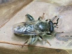 Criorhina pachymera