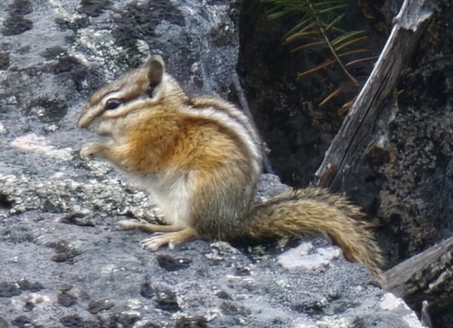 Yellow-pine Chipmunk